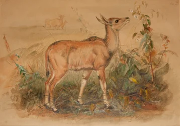 Junger Eland